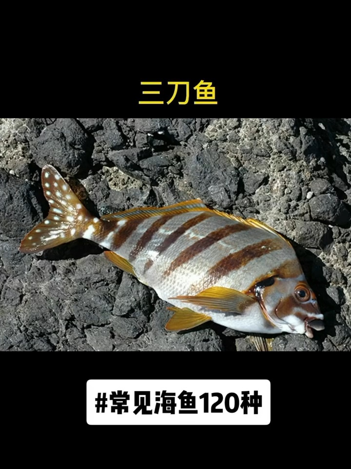 渔猎常见海鱼120种