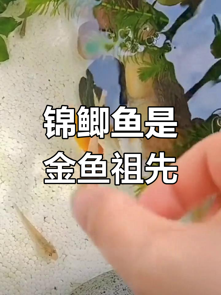 金鱼的祖先:锦鲫鱼,新手养鱼的最佳选择