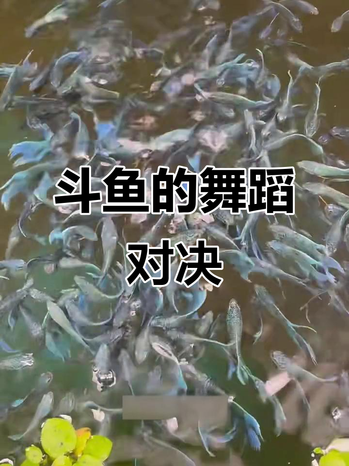 斗鱼们的“广场舞”大作战,看似和谐实则暗藏玄机