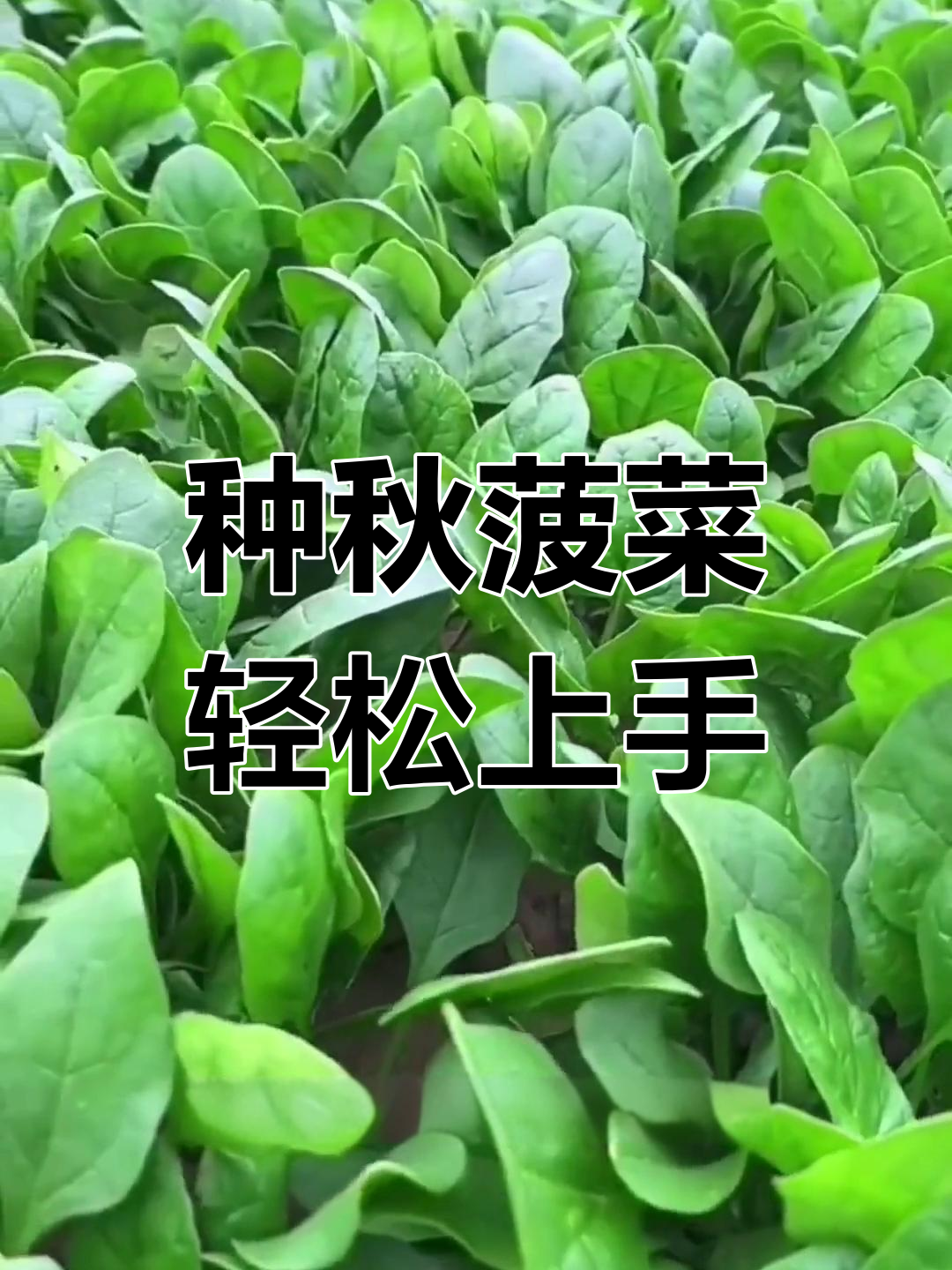 秋季菠菜种植技巧,简单又美味