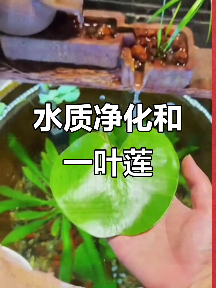 鱼缸水质净化与水生植物造景,打造古法养鱼的生态美景