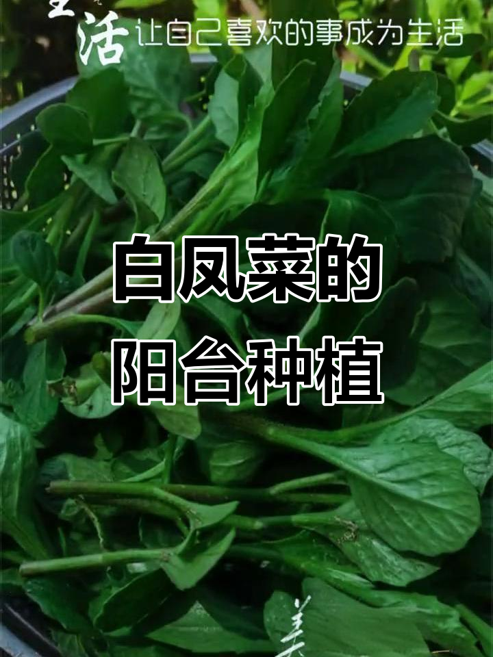 阳台种白凤菜,轻松搞定!