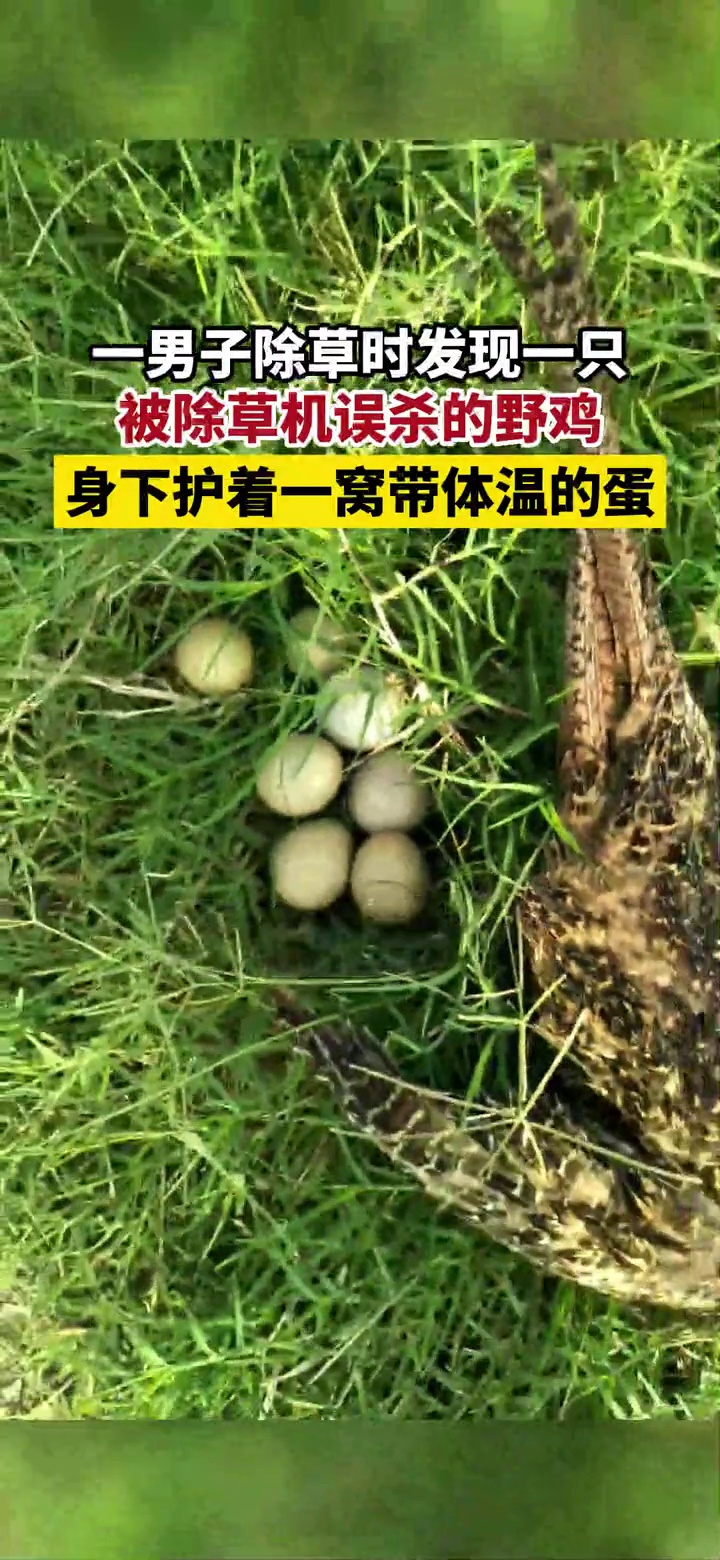 男子打草发现被误杀的野鸡,身下护着一窝带体温的蛋,网友:为母则刚