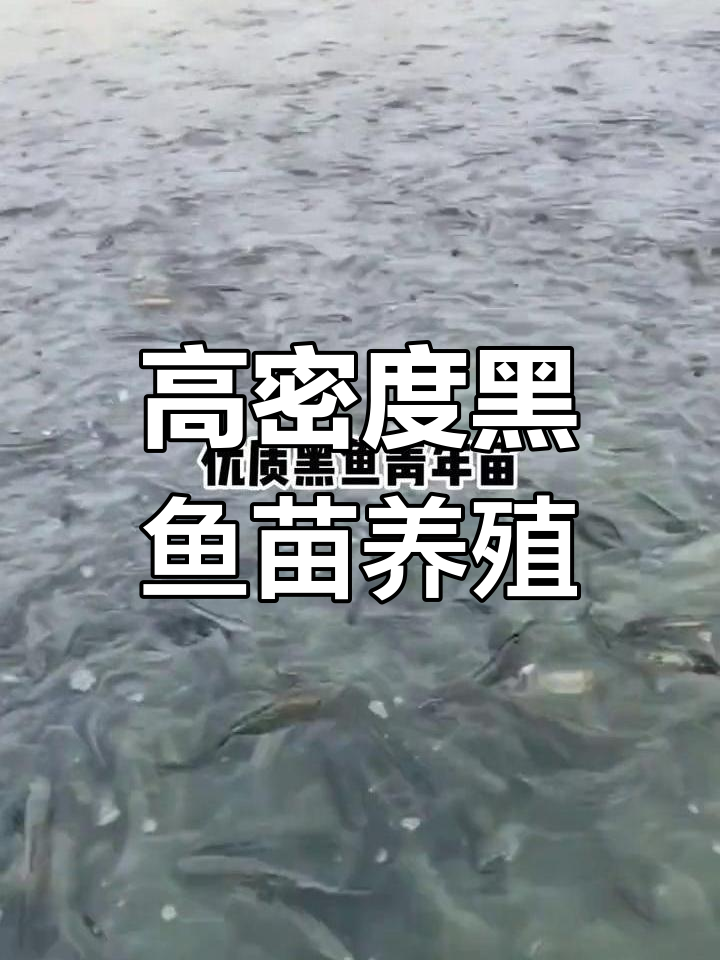 优质黑鱼苗养殖技巧:高成活率,直接喂小鱼小虾