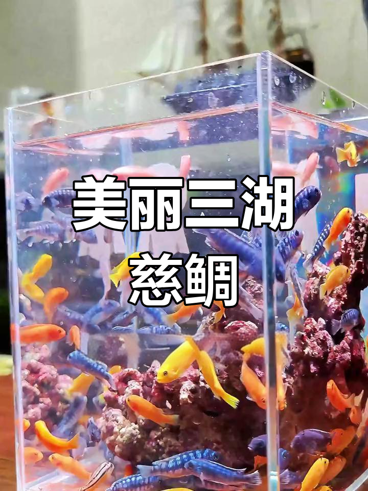 三湖慈鲷鱼:色彩鲜艳,耐活易养