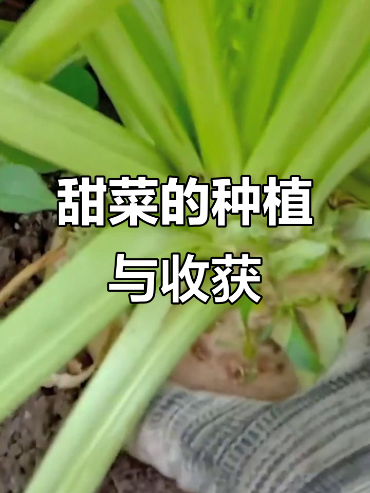 甜菜种植技巧:如何选择品种,掌握两种收获方法