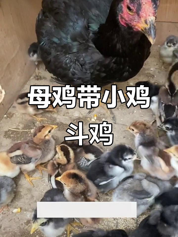 这只母鸡带小鸡,斗鸡场上的“妈妈”角色