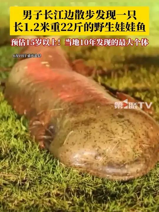 男子在重庆忠县江边散步,发现一只年龄超15岁的野生娃娃鱼!长1米2,重约22斤,是当地近十