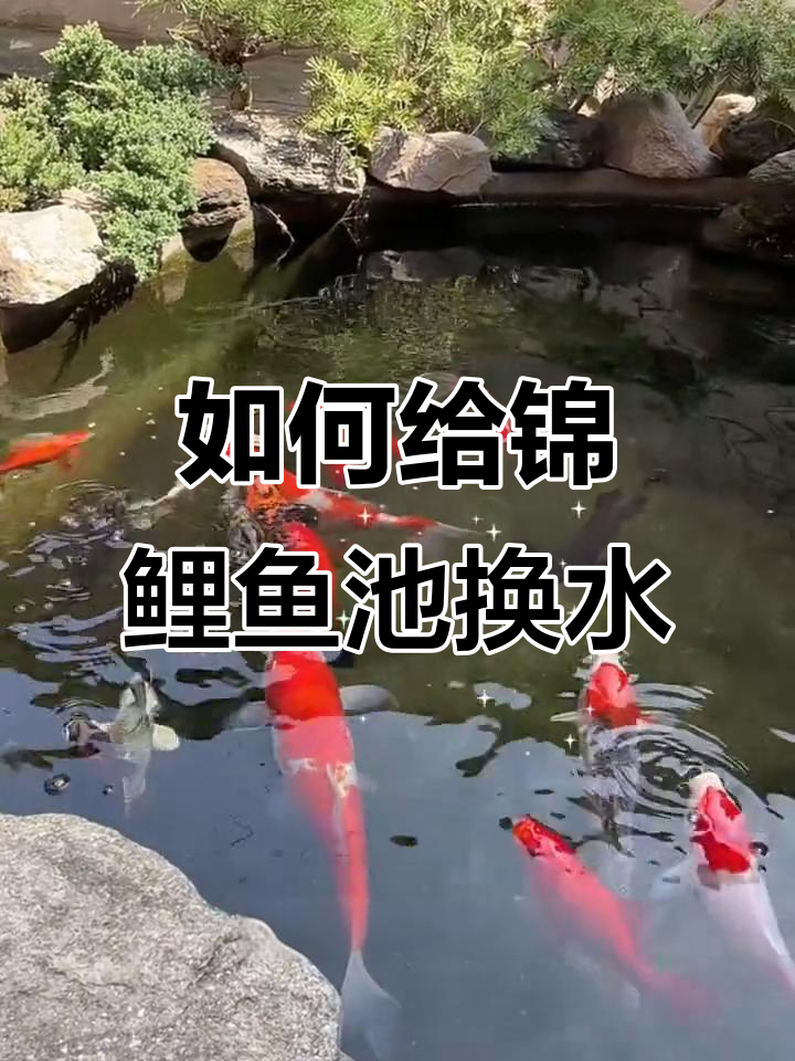 锦鲤鱼池换水频率大揭秘,高温下如何正确操作