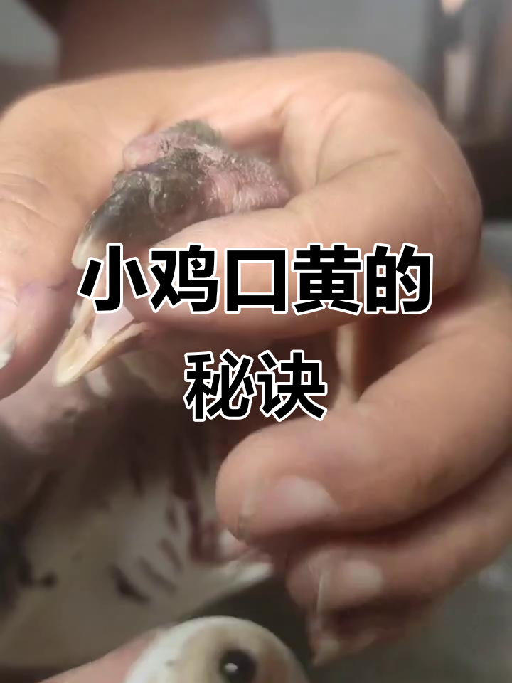 小鸡口黄有妙招,大家有什么高见?分享一下吧!