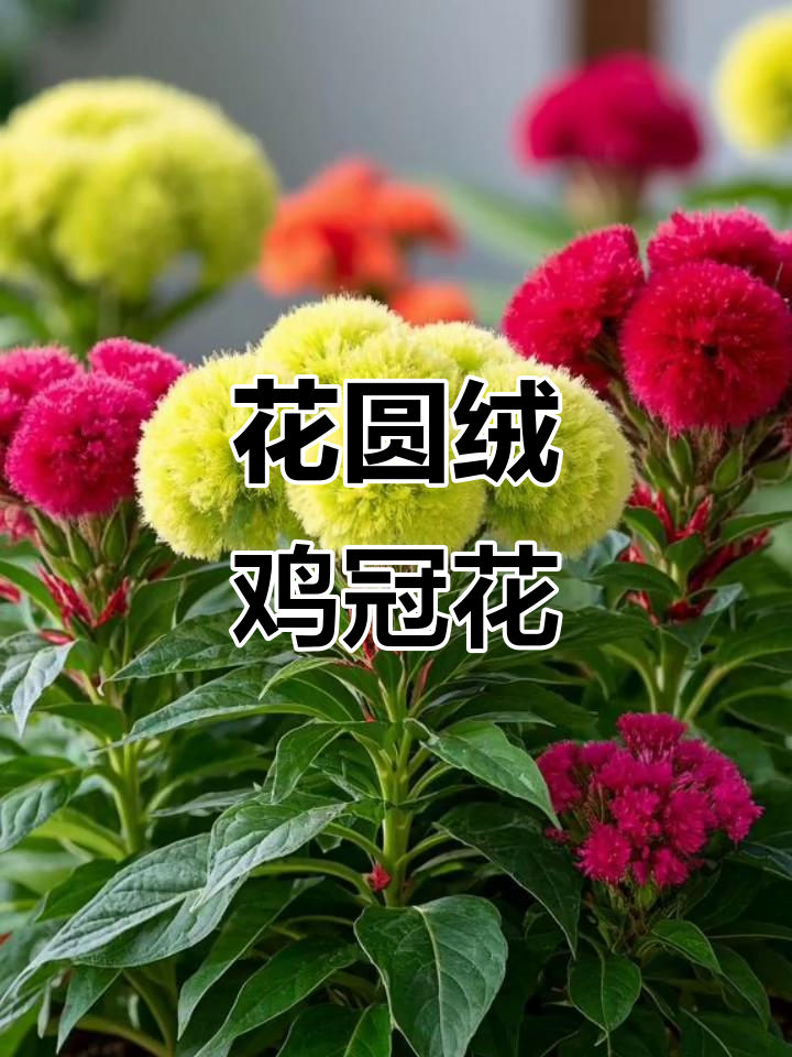 园艺珍品:花圆绒鸡冠花的美丽与魅力