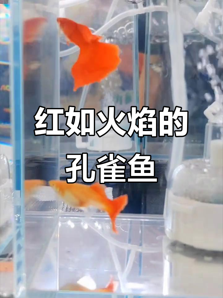 亲眼见证孔雀鱼冠军,红得惊人!