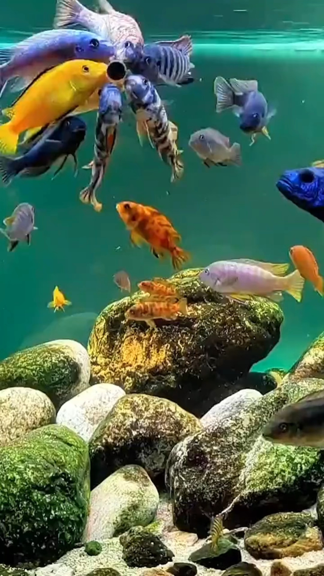 养鱼风水学,养对了早晚风生水起