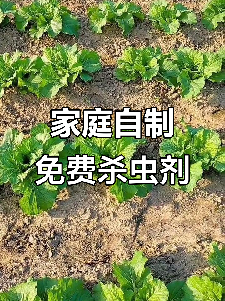 自制杀虫剂,让蔬菜健康无虫害