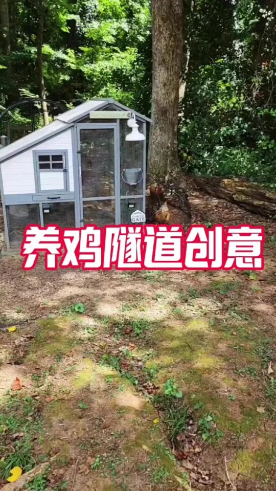 这种林下养鸡创意太牛了,养鸡休闲化妙招