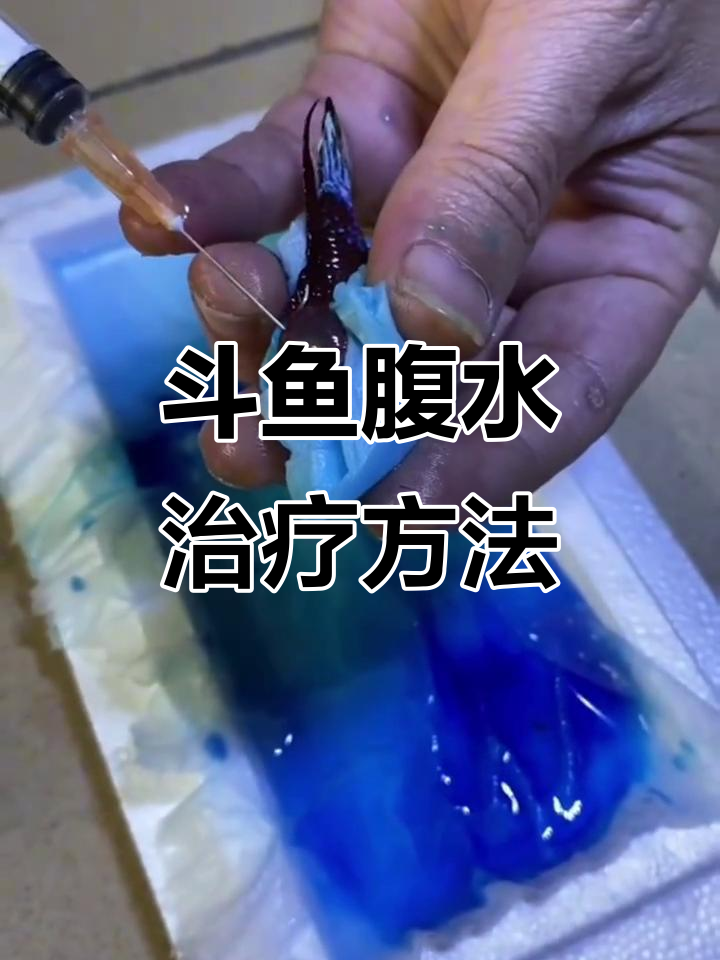 斗鱼腹水治疗全过程，手术与护理技巧大公开