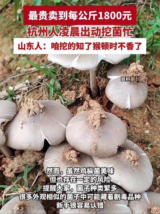 菌中之王火了!鸡枞菌最贵卖到每公斤1800元,杭州人凌晨出动挖菌忙(来源:环球网 编辑:张