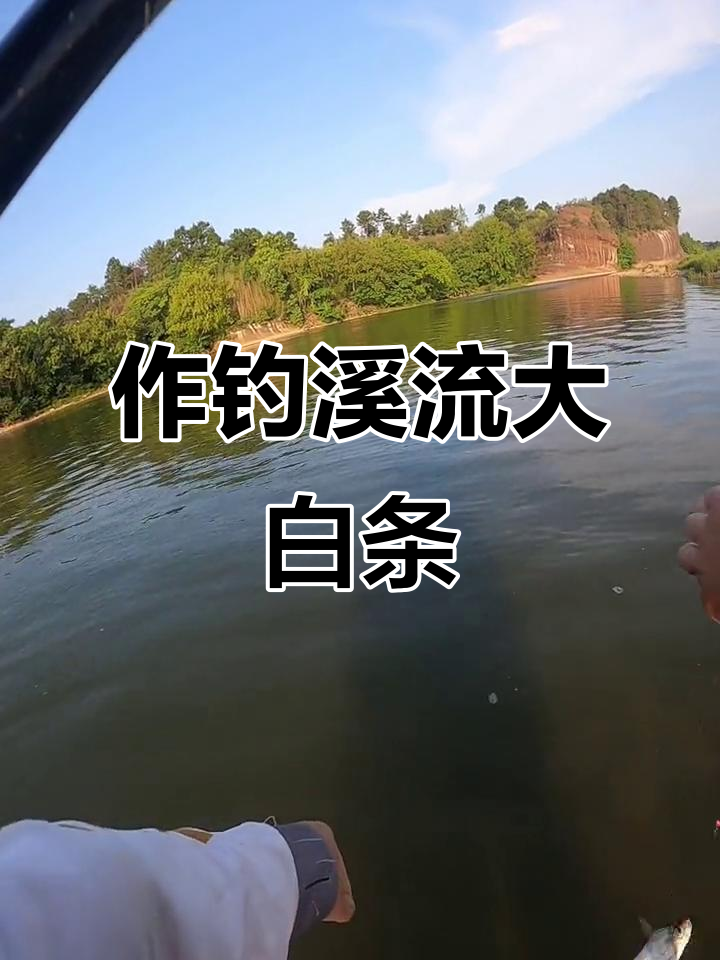 溪流钓大眼鳊,白条惊现!