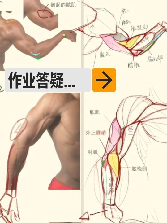 日常作业解析:手臂肌肉形态调整要点解读!