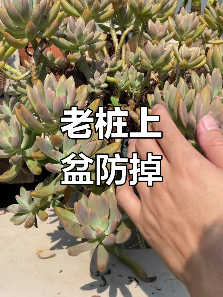多肉老桩固定技巧,轻松防止掉落
