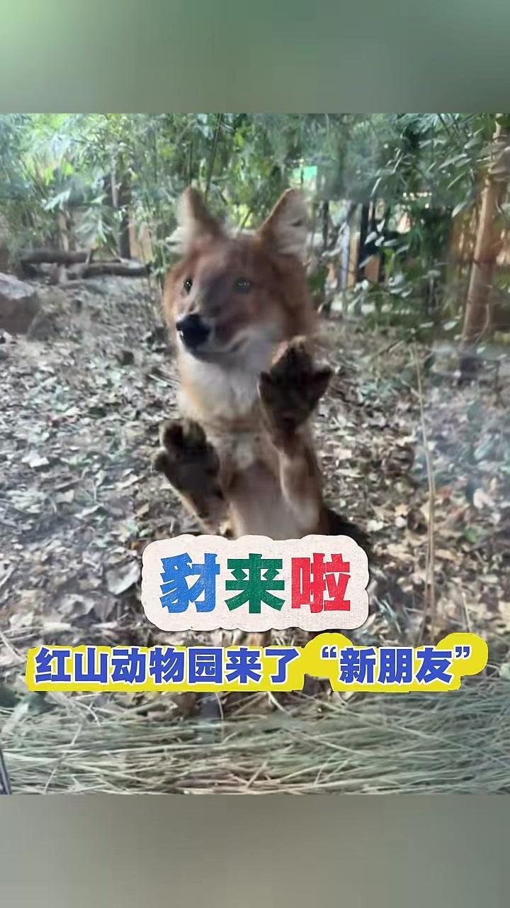 见者来“豺”！南京红山动物园来了“新朋友”，网友：没想到“豺狼虎豹”中的“豺”看起来像是“