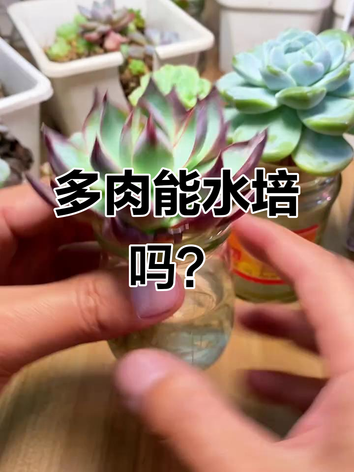 多肉植物水培不烂根的秘密，竟然是这样操作！