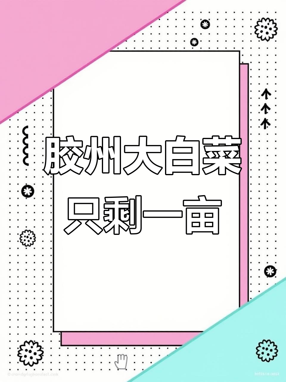 胶州大白菜曾是贡品,如今仅剩一亩地种植