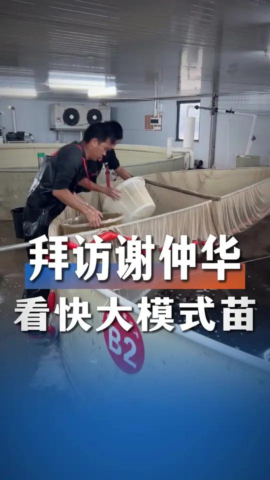 拜访三水谢仲华,看看漳州快大模式加州鲈鱼苗是怎么做的