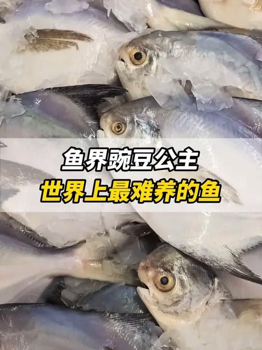 鱼界豌豆公主，世界上最难养的鱼！