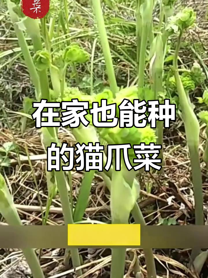 猫爪菜种子培育成功,轻松在家种出美味野菜