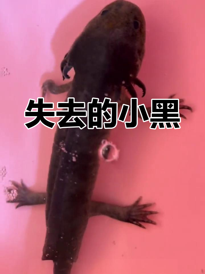 六角恐龙鱼养护心得