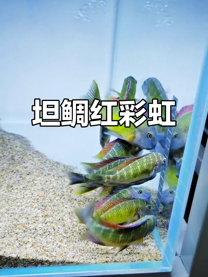 三湖慈鲷坦鲷野生卡宾巴红彩虹,心碎的声音与色彩碰撞