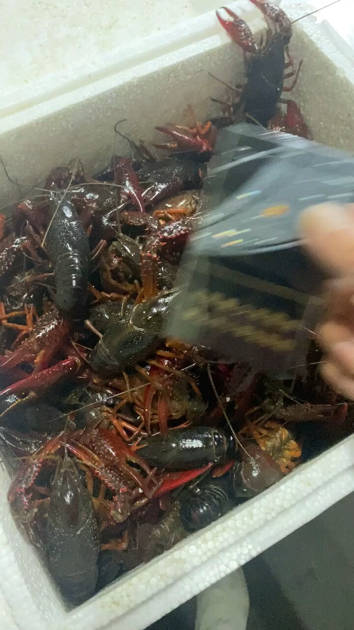 冬天也可以吃到 鲜活小龙虾
