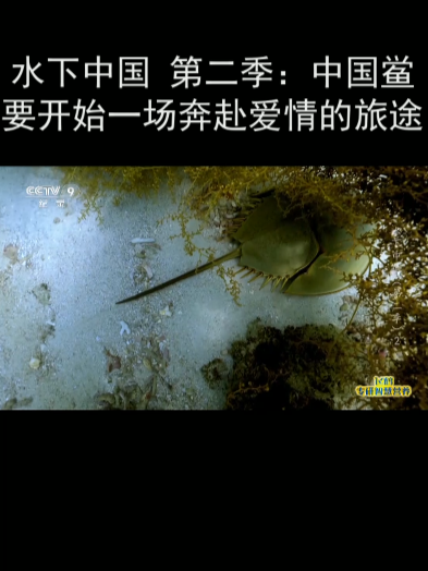 水下中国 第二季:中国鲎要开始一场奔赴爱情的旅途