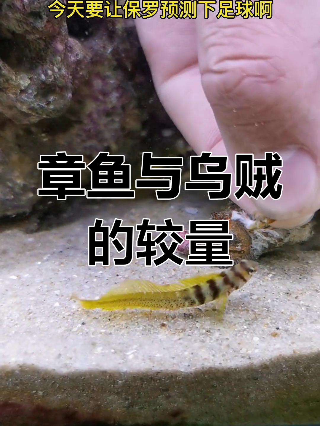 微鳍乌贼瞬间捕食,章鱼保罗能预测未来?