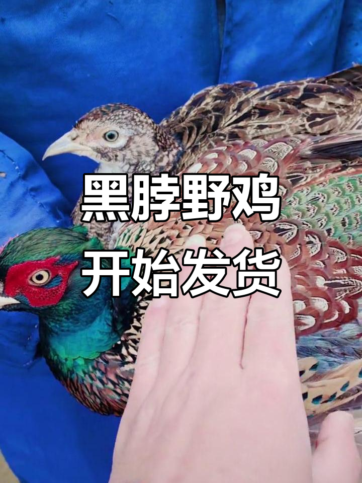 纯种黑脖野鸡发货,毛色亮丽惹人爱