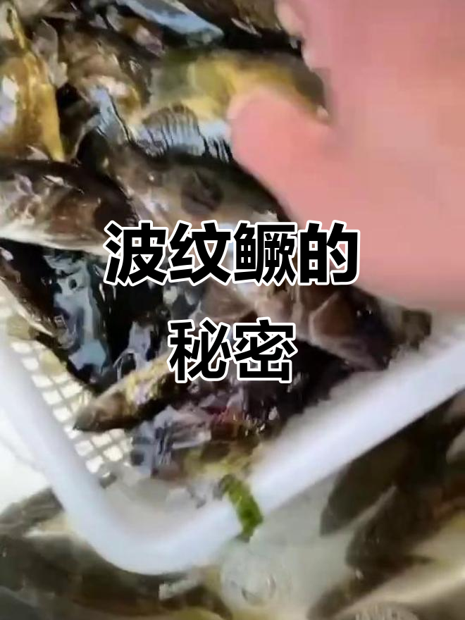 波纹鳜鱼,抖音上的美味新发现