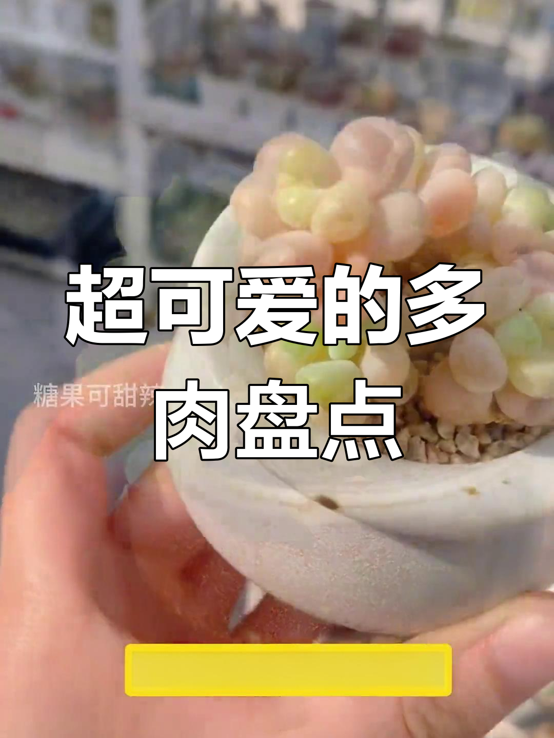 8款超萌圆滚滚多肉,你养过哪些?