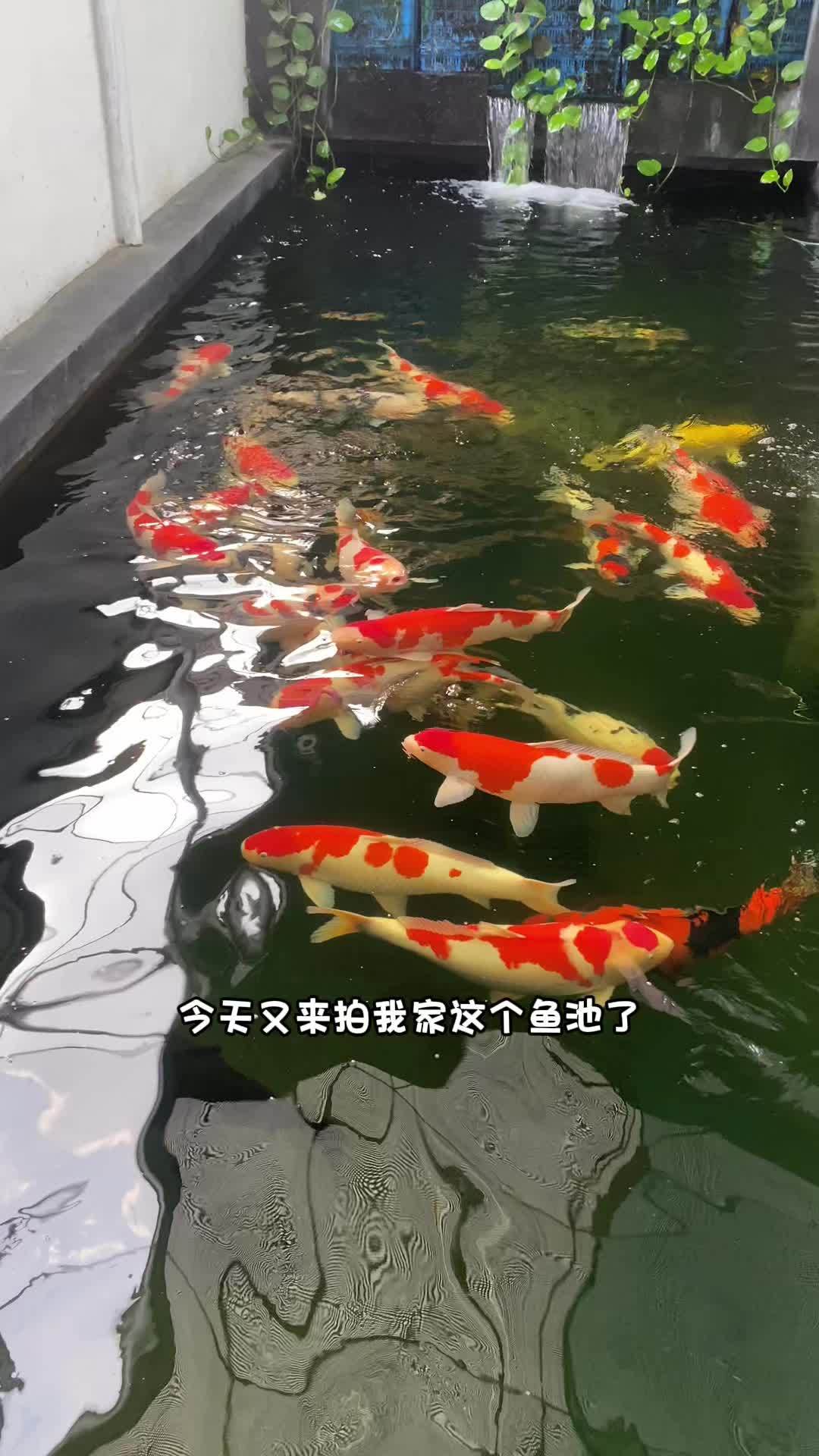 分享养鱼日常我家鱼池风景