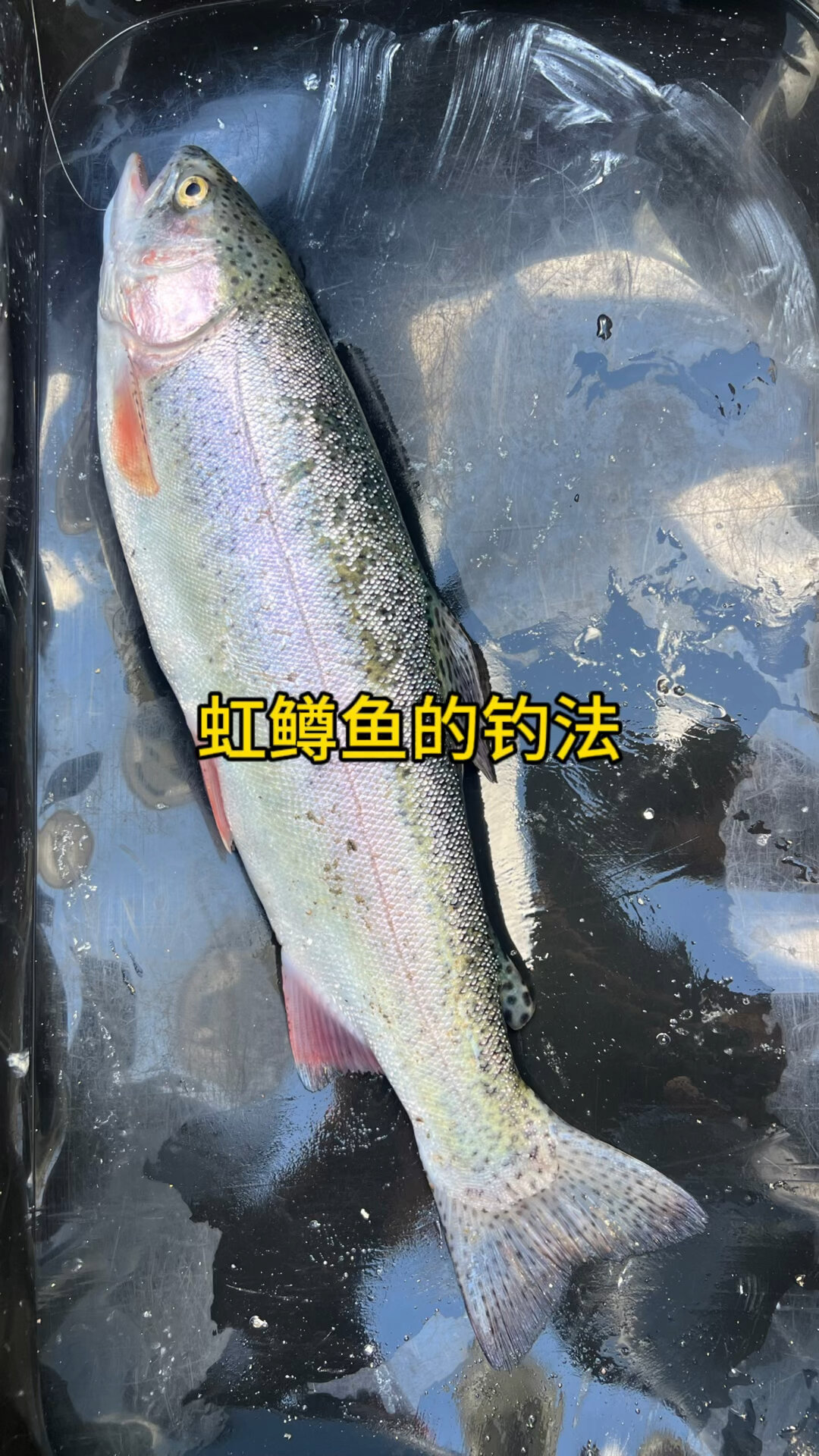 虹鳟鱼钓法分享