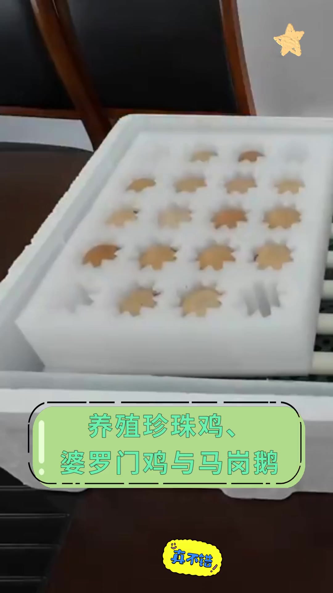 养殖珍珠鸡,婆罗门鸡与马岗鹅