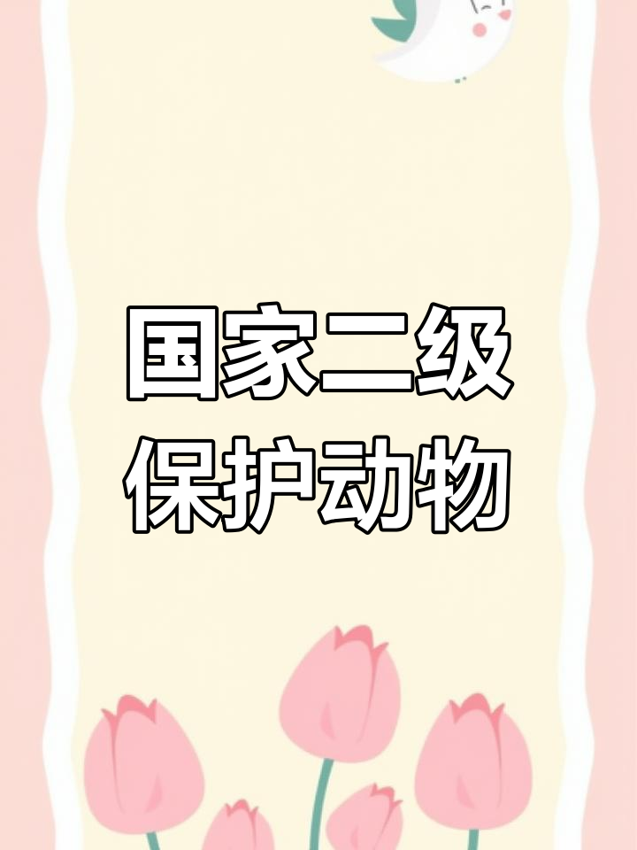 蓝马鸡:高山森林中的珍稀鸟类