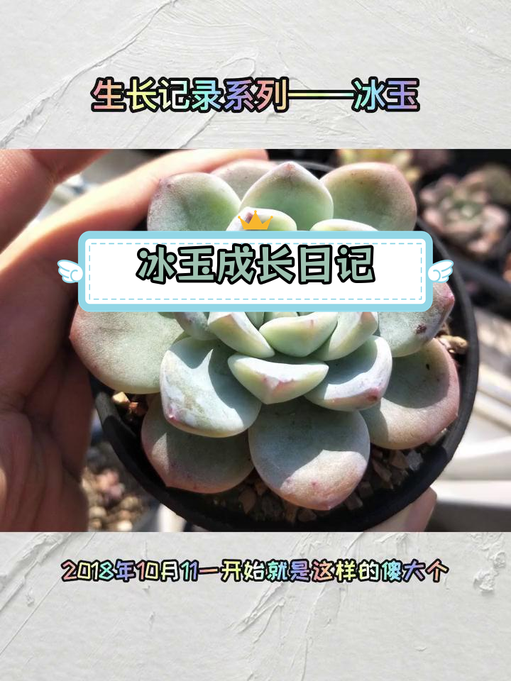 冰玉多肉三年生长记录