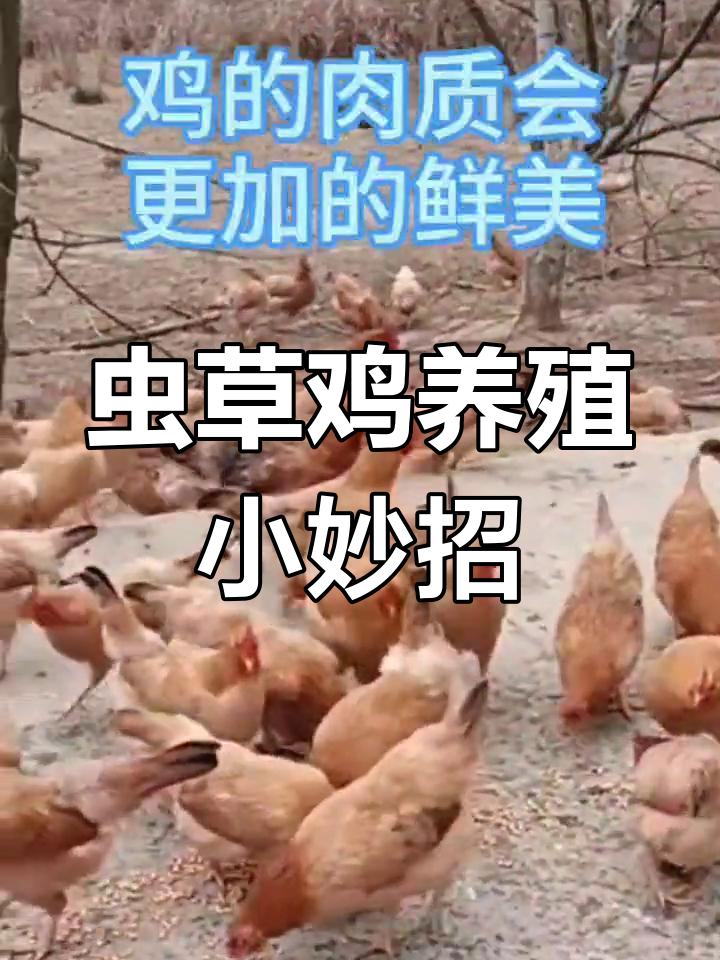 养虫草鸡的秘诀:用豆腐渣和淘米水做虫子饲料,鸡肉更鲜美