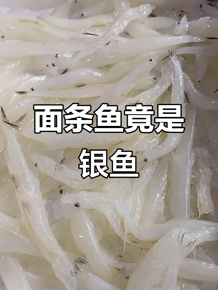丹东市场买面条鱼被骗,银鱼的真相揭露