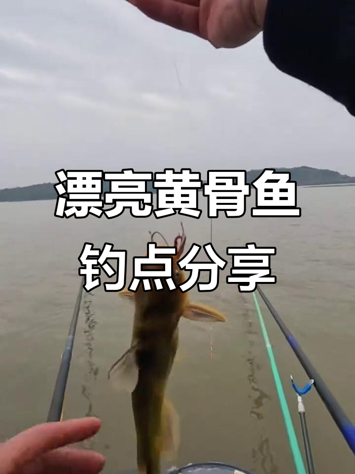 黄骨鱼闹窝,红鳄鱼惊艳登场!