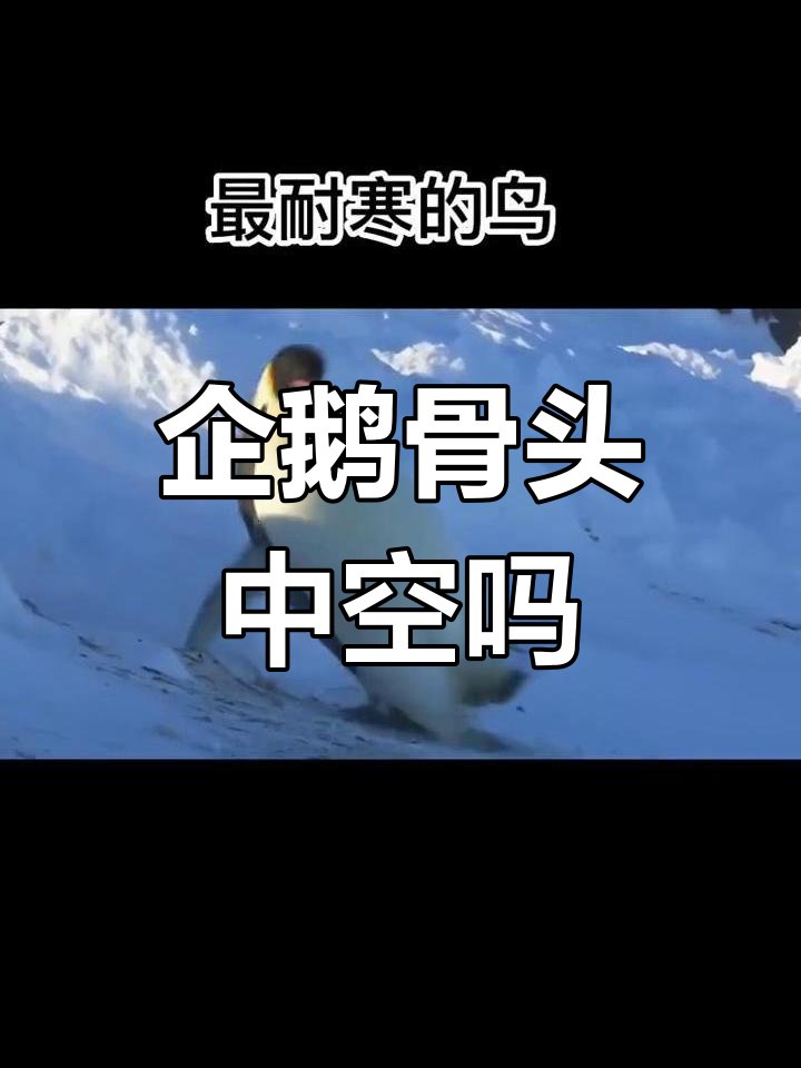 企鹅的骨骼结构揭秘