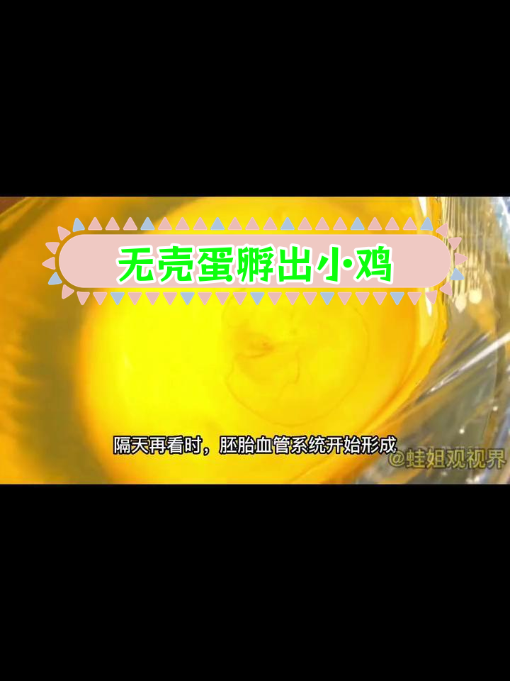 鸡蛋液孵化小鸡全过程揭秘,生命奇迹令人惊叹