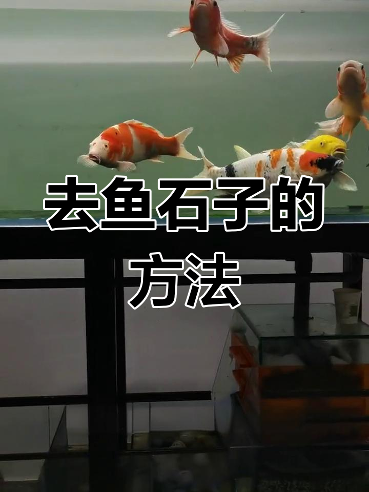鱼食子治疗全攻略,轻松去除不伤身
