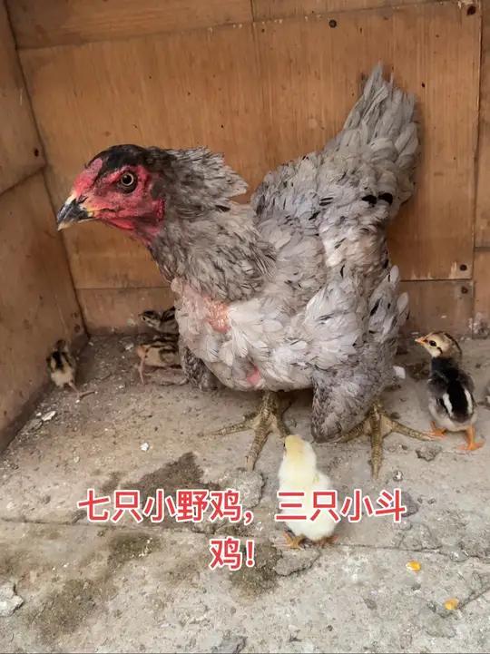 七只小野鸡,三只小斗鸡!原创视频日常生活vlog十亿流量扶持创作者赏金计划